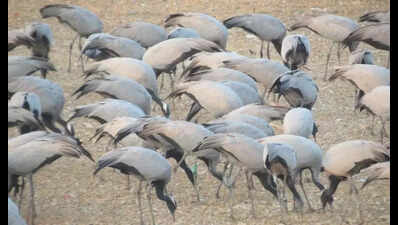 High ‘fidelity’: Russian, Mongolian demoiselles converge at Khichan