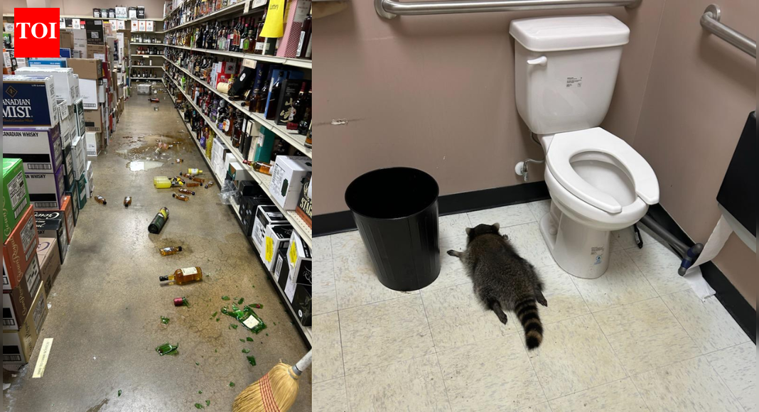 Drunk raccoon breaks into liquor store, downs scotch, and passes out in bathroom
