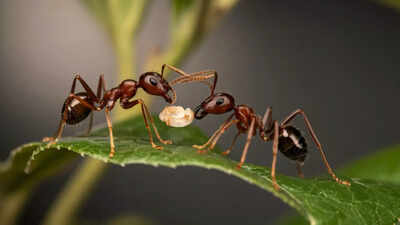 Sick baby ants beg to be killed: New research reveals shocking self-sacrifice to protect the colony