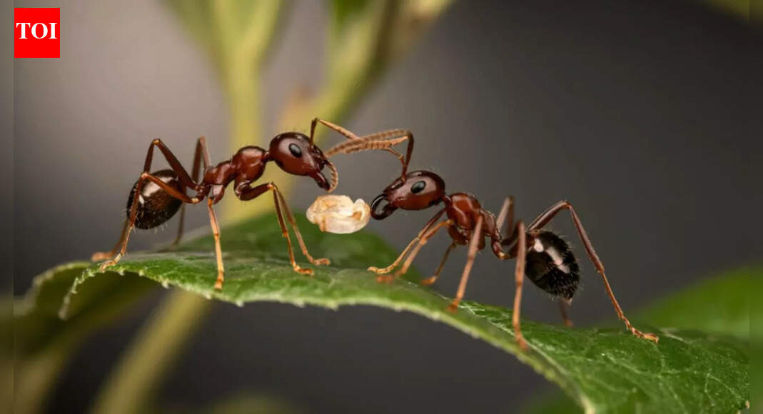 Sick baby ants beg to be killed: New research reveals shocking self-sacrifice to protect the colony