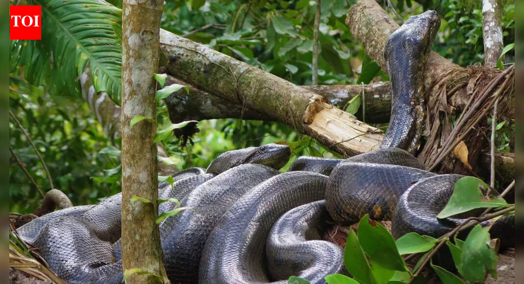 Fossils show anacondas reached colossal size far earlier than thought