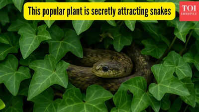 This popular plant is secretly attracting snakes, they may already be making nests in your home garden