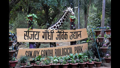 पटना चिड़ियाघर ने हीटर और समृद्ध आहार के साथ जानवरों की सर्दियों की देखभाल बढ़ा दी है