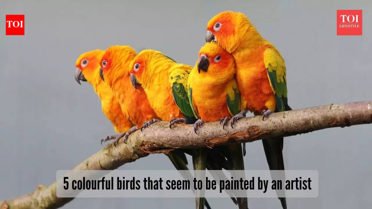 Nature's rainbow feathered wonders: 5 colourful birds that paint the ...