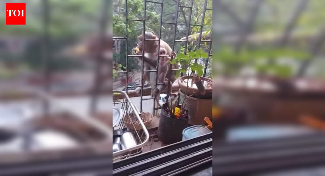 Mumbai: No monkey business, but a cry of alarm over shrinking ecological spaces