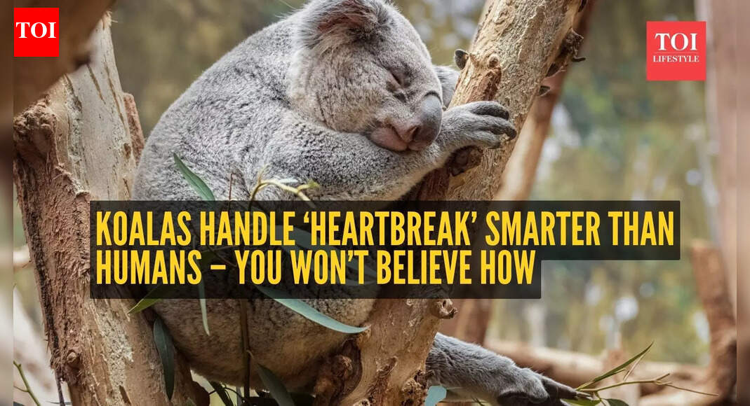 Koalas handle ‘heartbreak’ smarter than humans – you won’t believe how