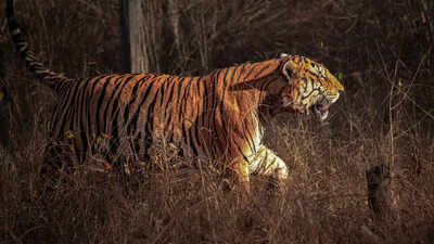 5 tiger reserves that offer the strongest chances of seeing a tiger up close