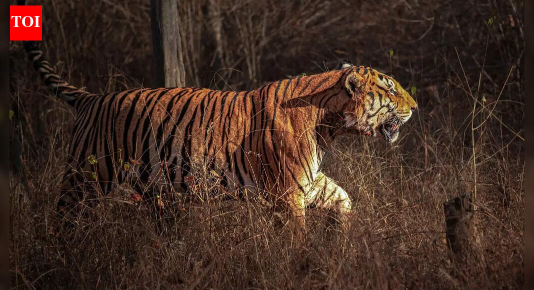 5 tiger reserves that offer the strongest chances of seeing a tiger up close