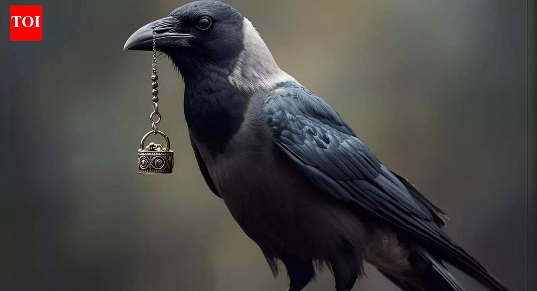 Why crows sometimes leave ‘gifts’ like pebbles, rings or bottle caps for humans who feed them