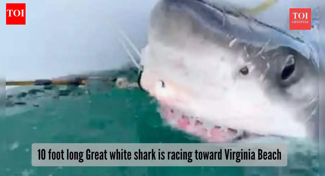 A 317 kg great white shark is racing toward Virginia Beach and scientists are stunned