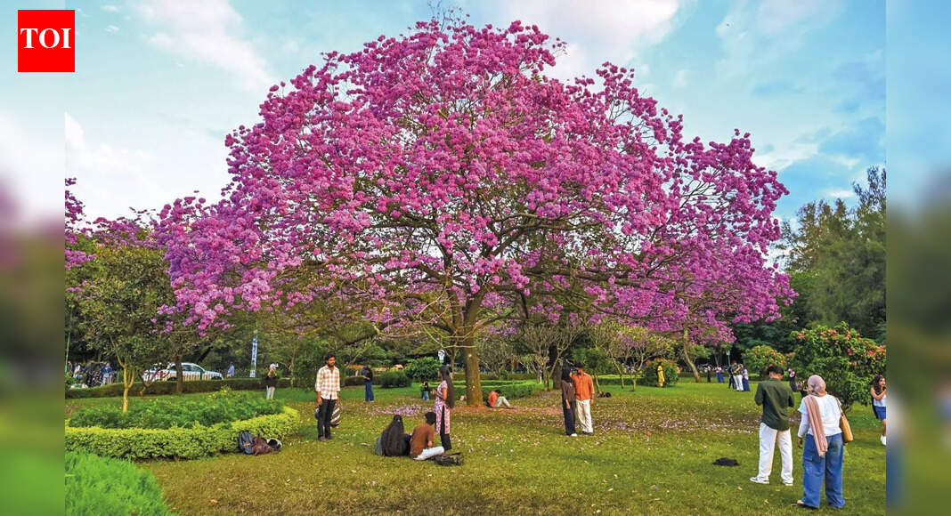 Walking through Cubbon Park’s secret life; one blossom at a time