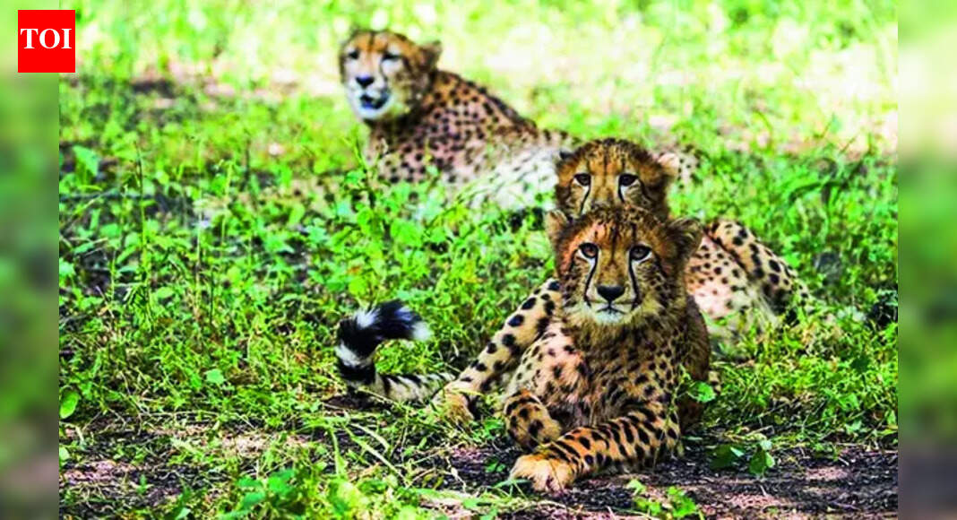 1 of 2 cubs released in Kuno on International Cheetah Day is dead