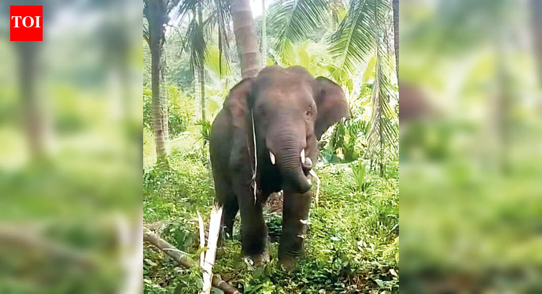 Pernem kids skip school to avoid a meet with Omkar