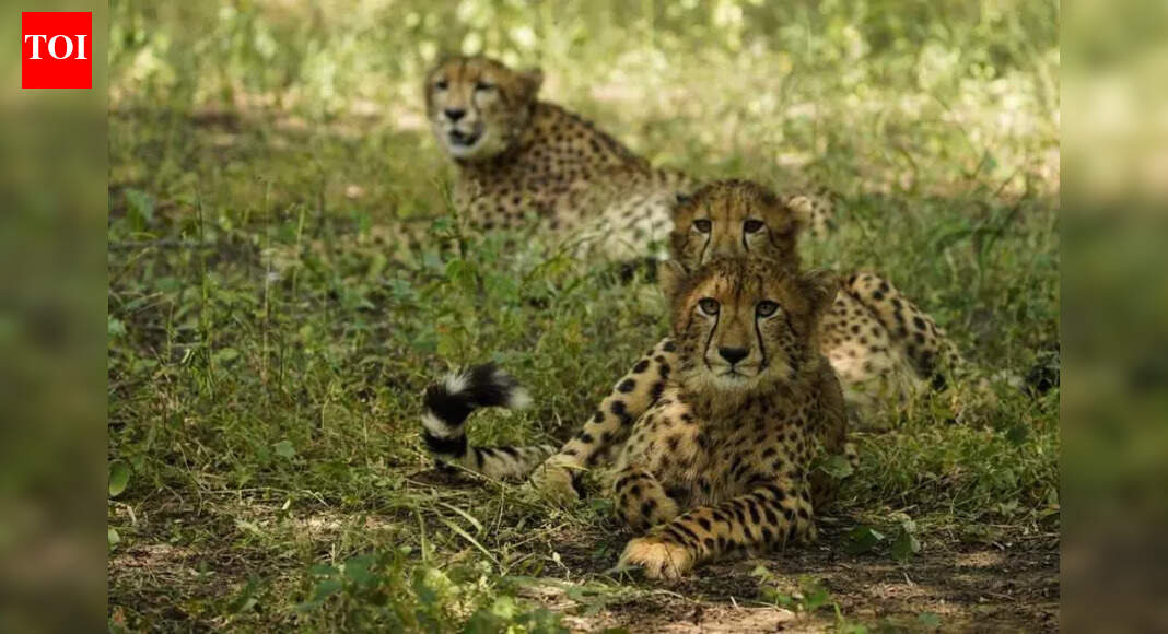1 of 2 cubs released in Kuno on Cheetah Day is dead