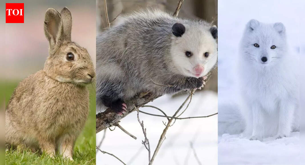 10 incredible animals that give birth to dozens or even millions of offspring in the wild