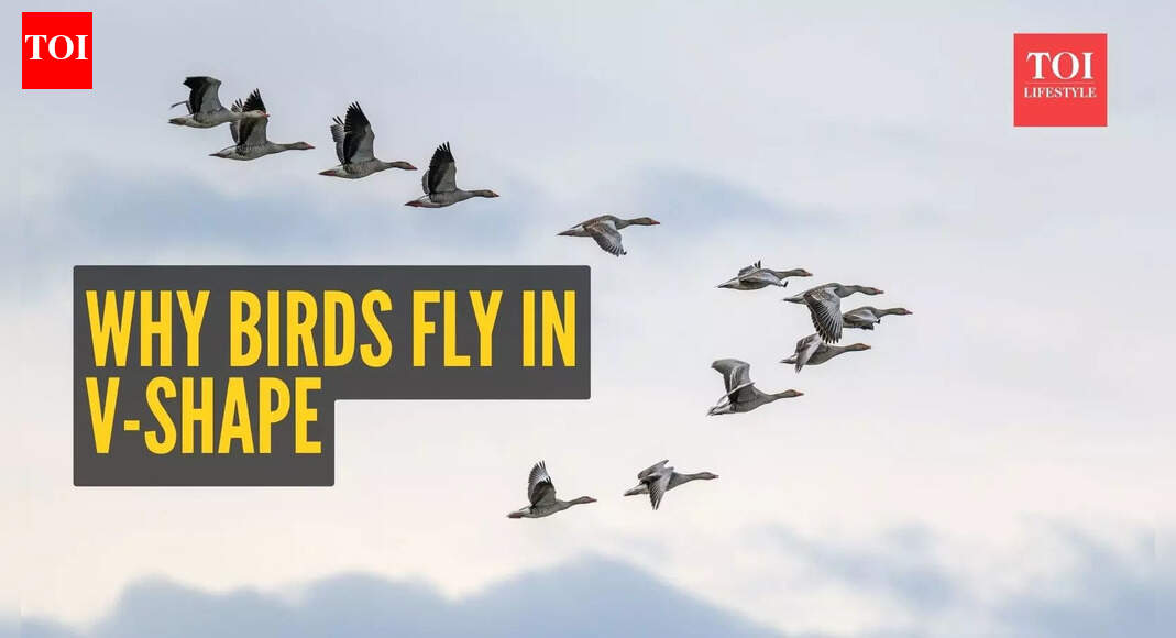 The fascinating science of birds flying in a V-formation