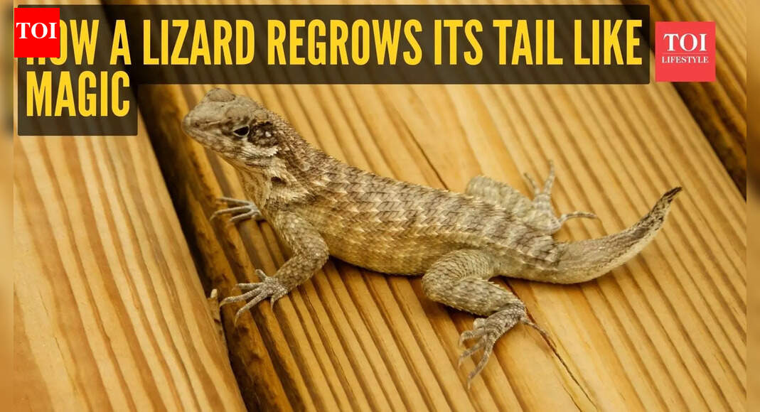 The fascinating science behind lizards shedding their tails and growing them back
