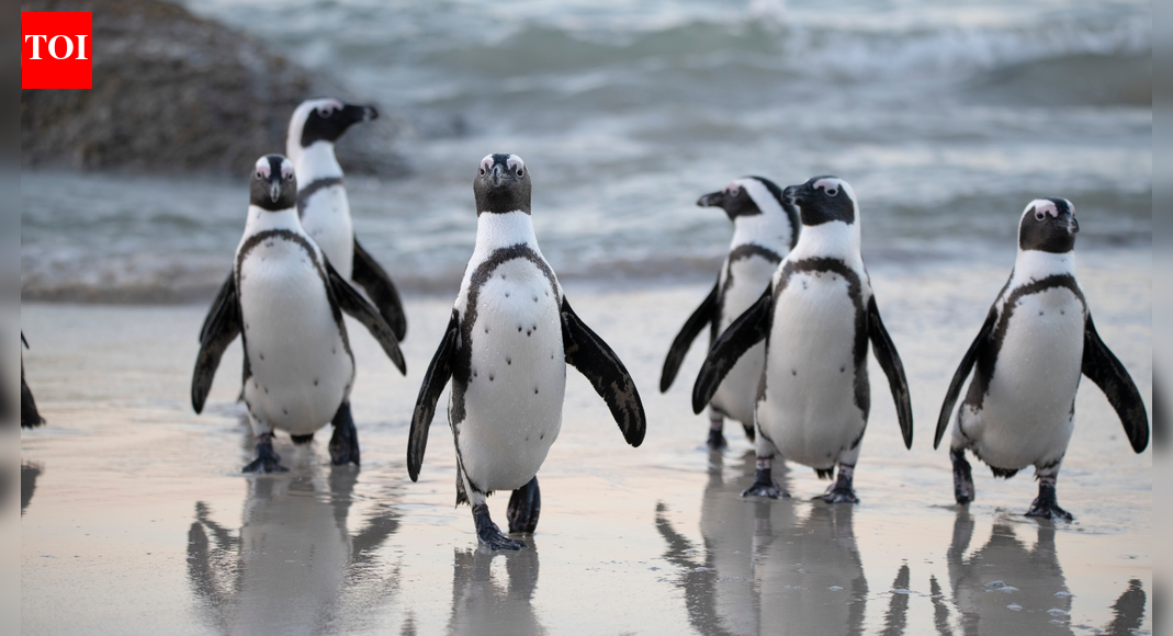 60,000 African penguins died: Study finds shocking truth behind the mass die off