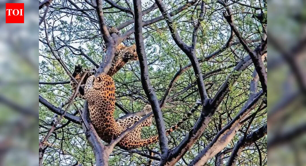 Mumbai: Sterilizing leopards is a bad idea and will not work says wildlife expert