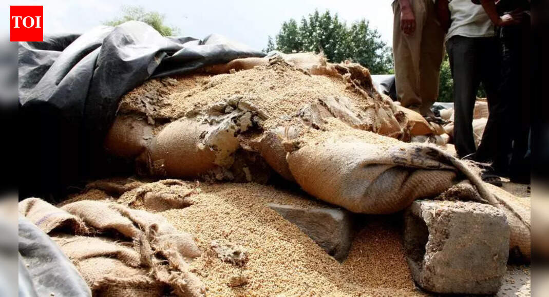 Food bowl, big loss: Punjab reports India’s worst FCI grain damage in 5 years