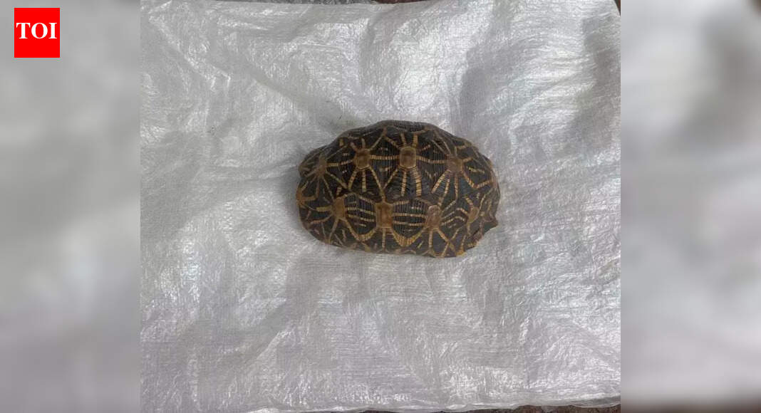 Eight held for illegal possession of star tortoise for sale in Coimbatore