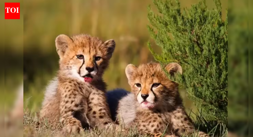 Madhya Pradesh: Cheetah cub run over by speeding car on national highway in Gwalior