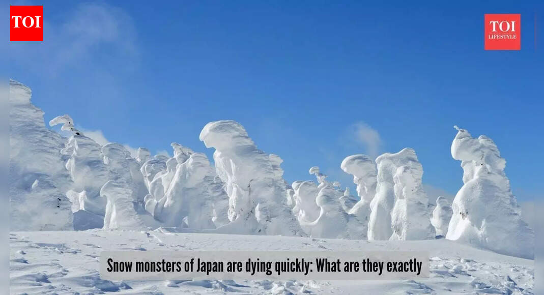 Rare 'snow monsters' of Japan: The most unique ghostly trees of the world that are dying quickly