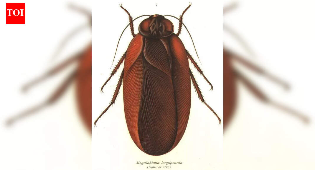 Meet the world’s largest cockroach ‘Megaloblatta longipennis’; a true giant of the rainforest