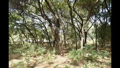 NMC to hold talks with activists over proposed Tapovan tree felling ...