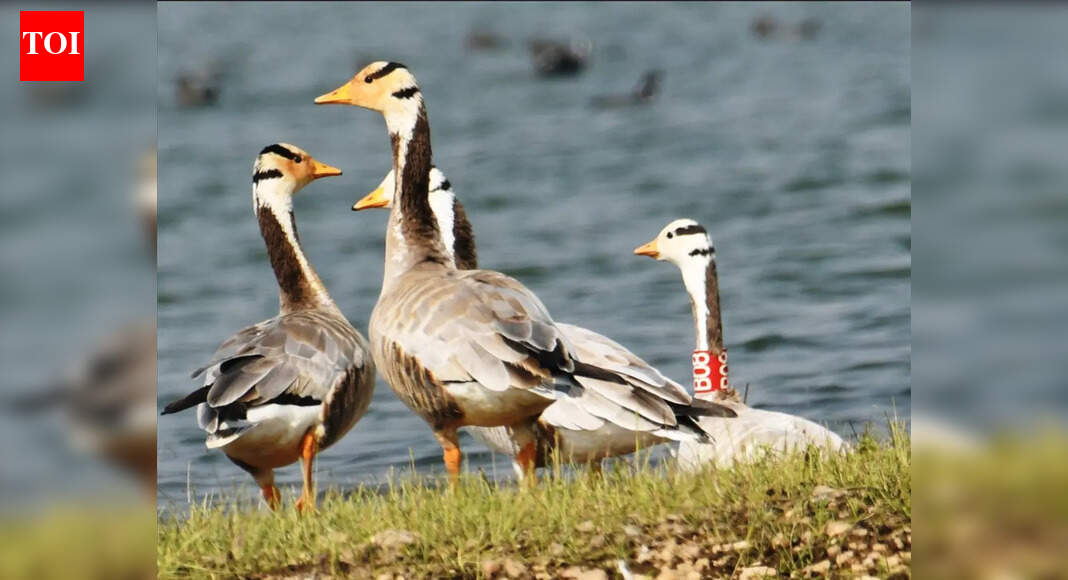 Jamui wetlands teem with 8k birds; Mongolia’s bar-headed goose returns