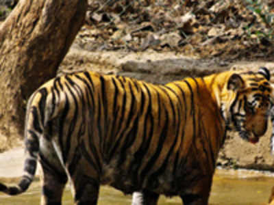 Tigress found dead in Corbett Tiger Reserve