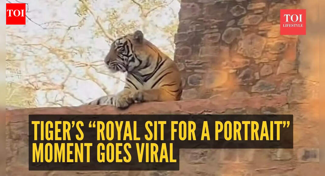 “Royal sit for a portrait”: Unusual tiger behaviour at Ranthambore captures online attention