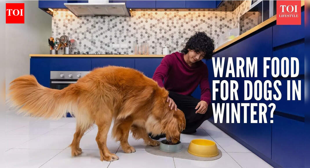 Is warm food better for your dog during cold weather?