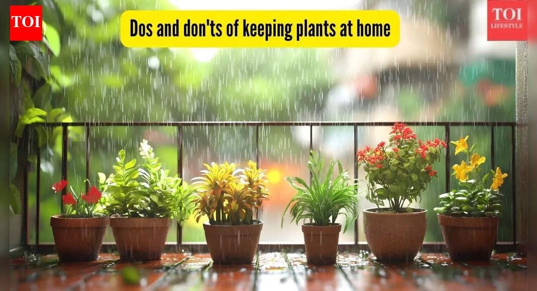 Dos and don'ts of keeping plants at home for positive energy as explained by an expert