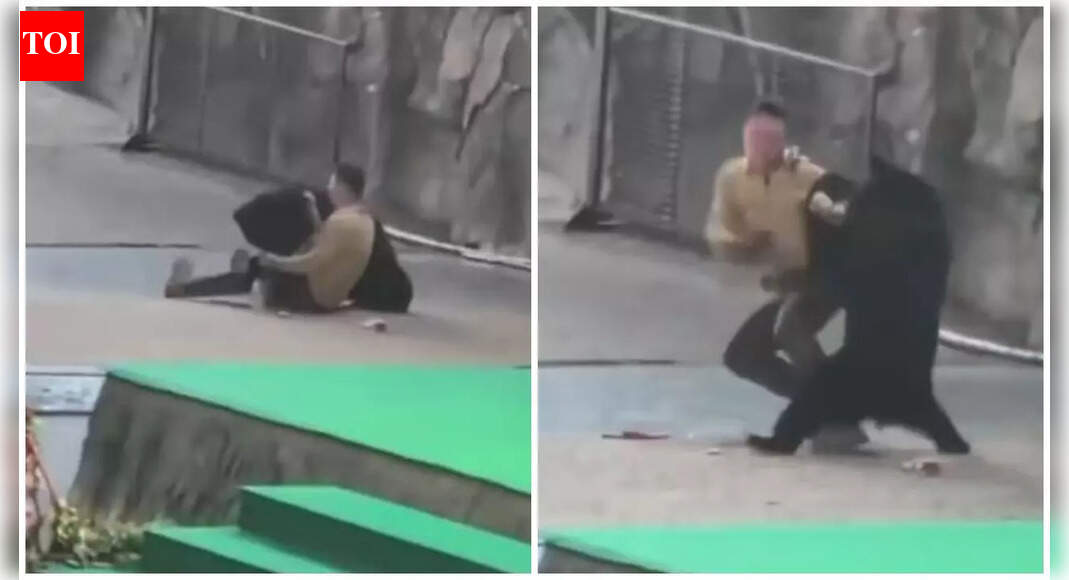 Watch: Black bear attacks keeper during stage show at Hangzhou Safari Park, viral video triggers safety debate
