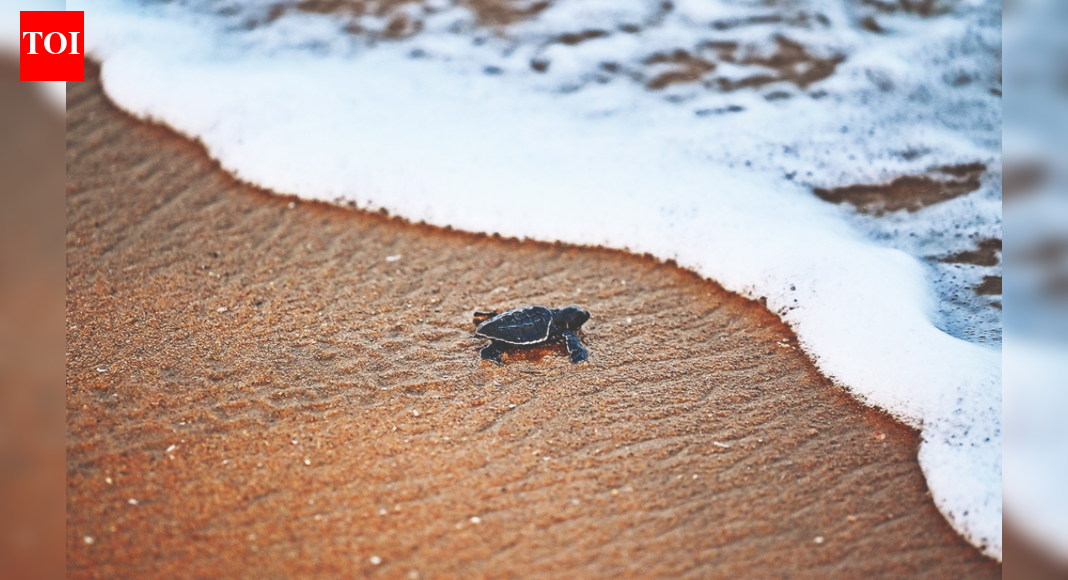 SAVE OUR SHORES: Can Tamil Nadu's Ambitious Shore Project Tackle Coastal Disasters and Boost Blue Economy?