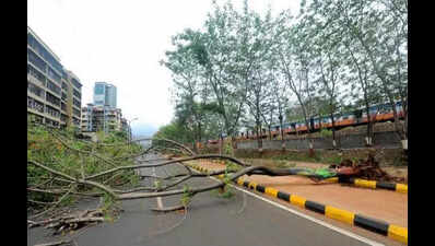 Vashi road works raises concerns over loss of mature trees