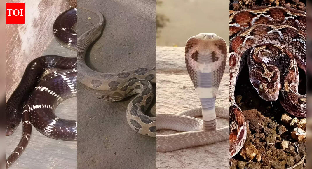 Snakes everywhere! These states in India record the highest numbers of venomous species