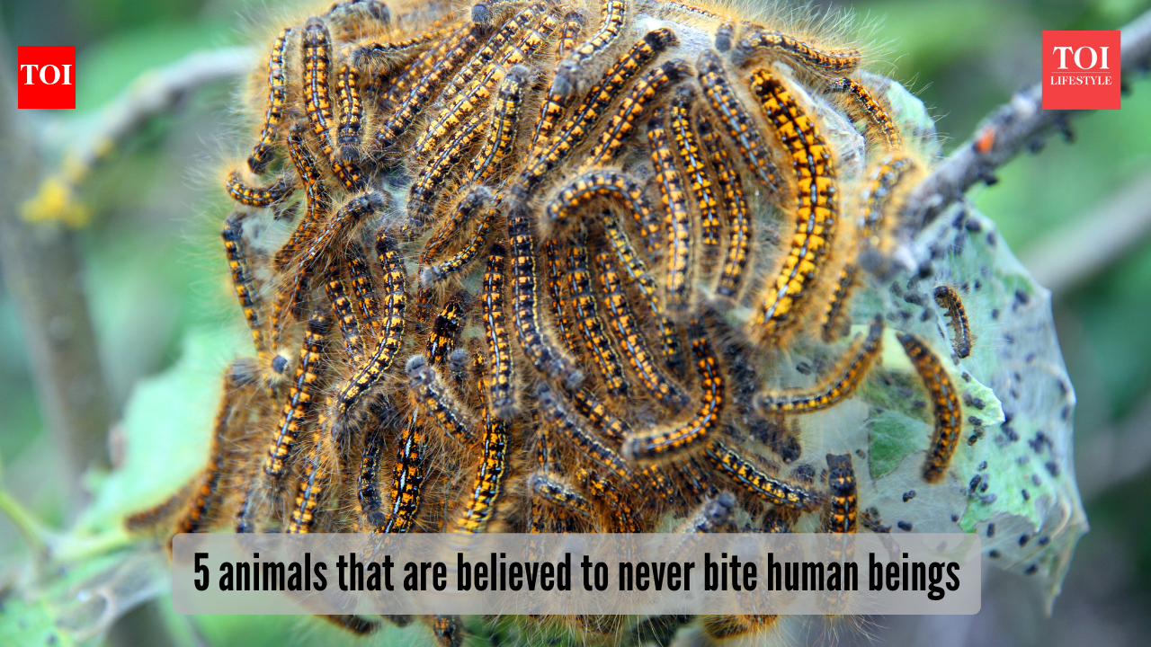 These 5 giant animals may look terrifying but they actually never bite ...