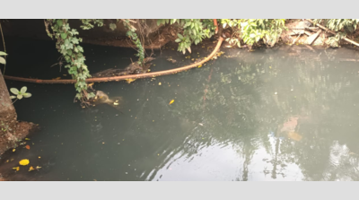Bethora residents alarmed by suspected effluent discharge