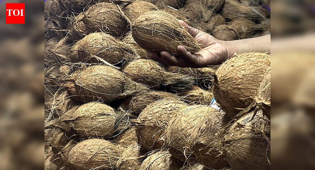 Coconut crop in Canacona hit by monkeys and pests