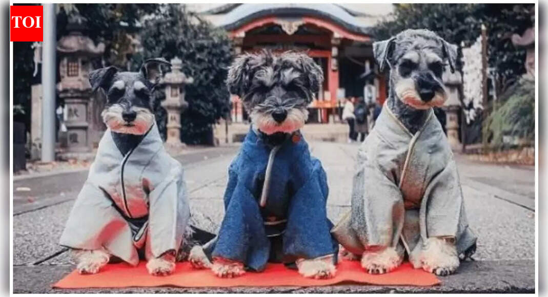 With changing demographics, Japan reinvents a children’s holiday for pets