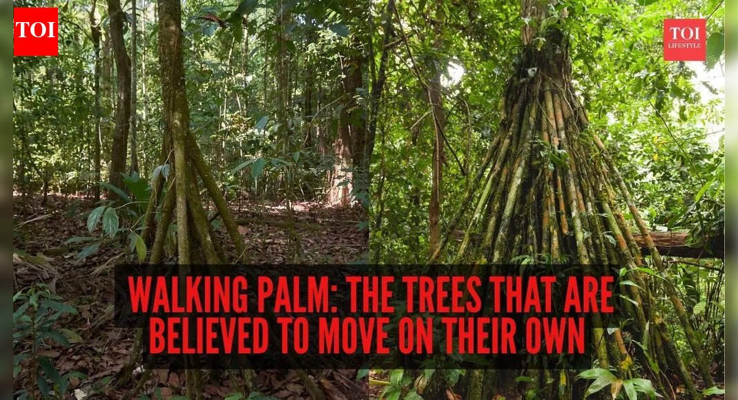 Walking Palm: The trees that are believed to move on their own