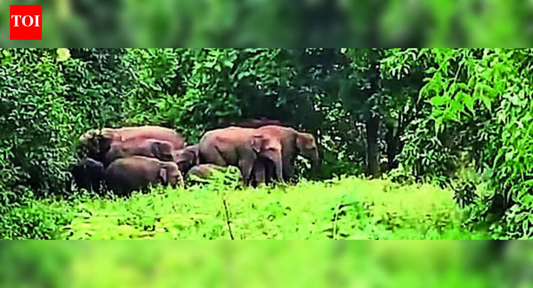 Jumbo herd creates havoc in Deogarh division, Odisha forest dept on alert