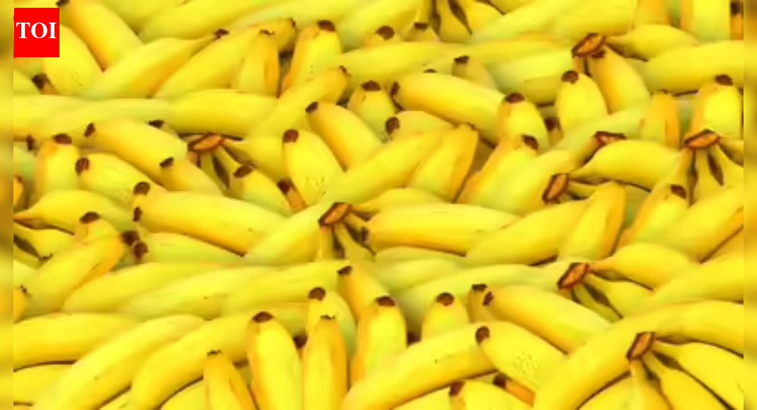 West Sussex goes bananas: Ship loses fruit cargo at sea; search crews hunt missing boxes