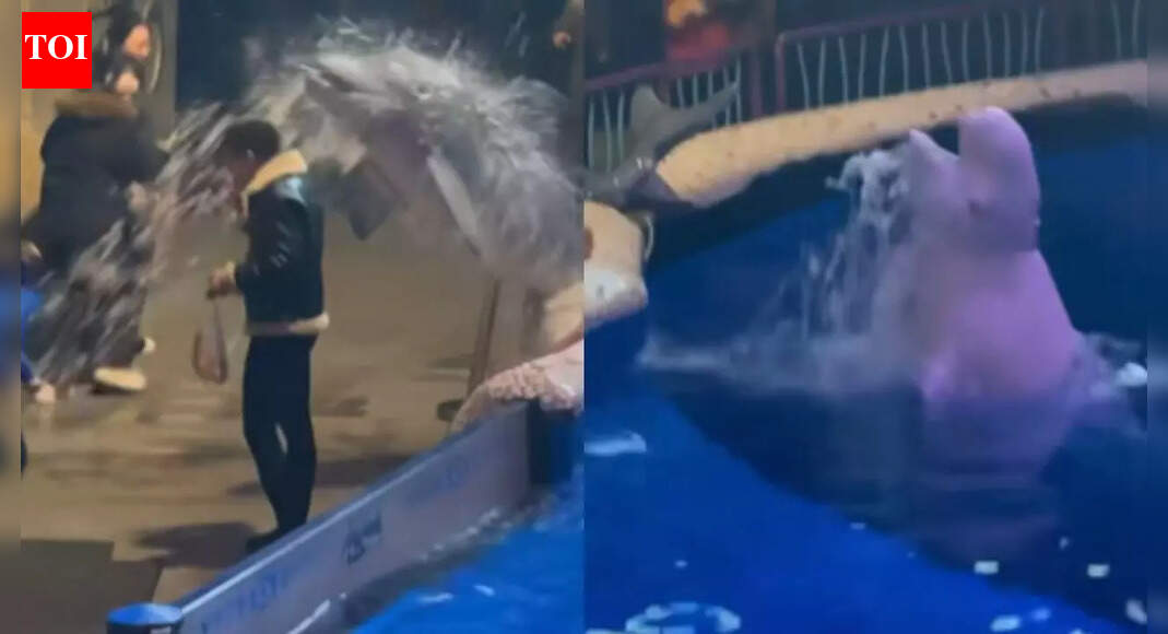 Aquarium’s ‘coolest cop’: Beluga Whale ‘puts out’ man’s cigarette in viral video — Watch