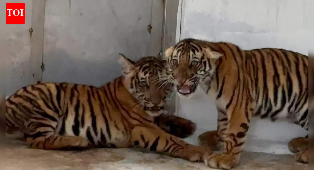 Mysuru tiger tragedy: All 4 rescued cubs die of viral infection within 3 days