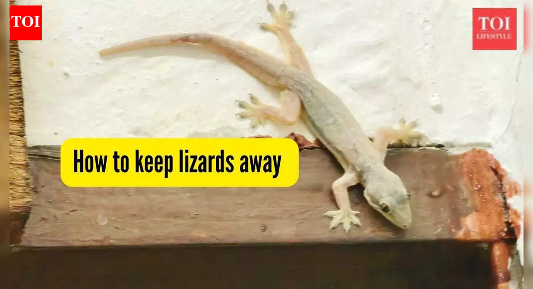 How to keep lizards away from your house? 5 practical ways that always work