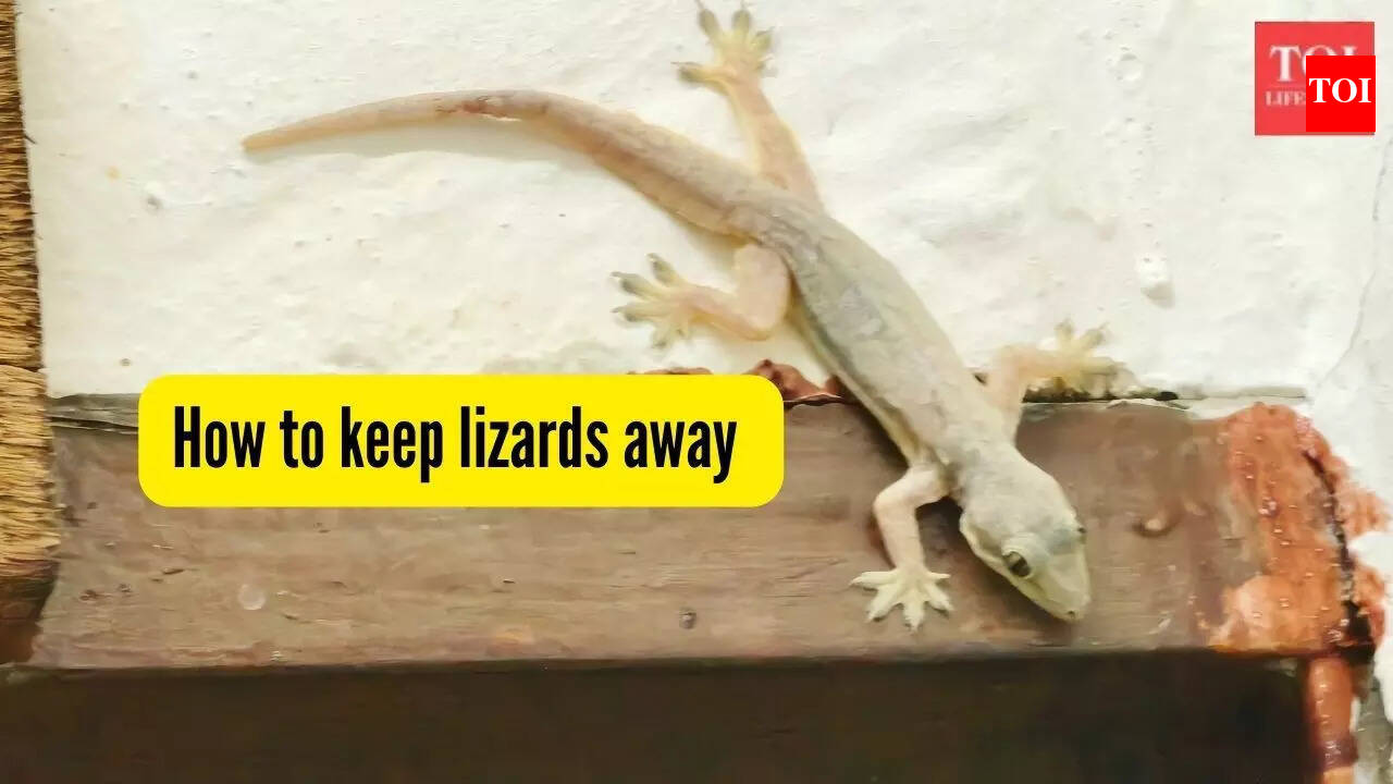 How to keep lizards away from your house? 5 practical ways that always work  | - The Times of India