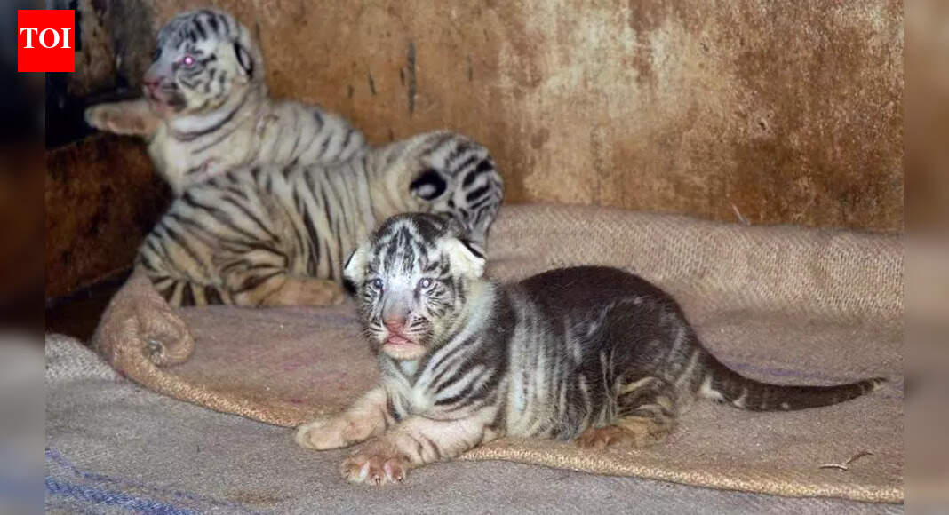 Mysuru: 4 rescued tiger cubs die of deadly virus infection, mother safe